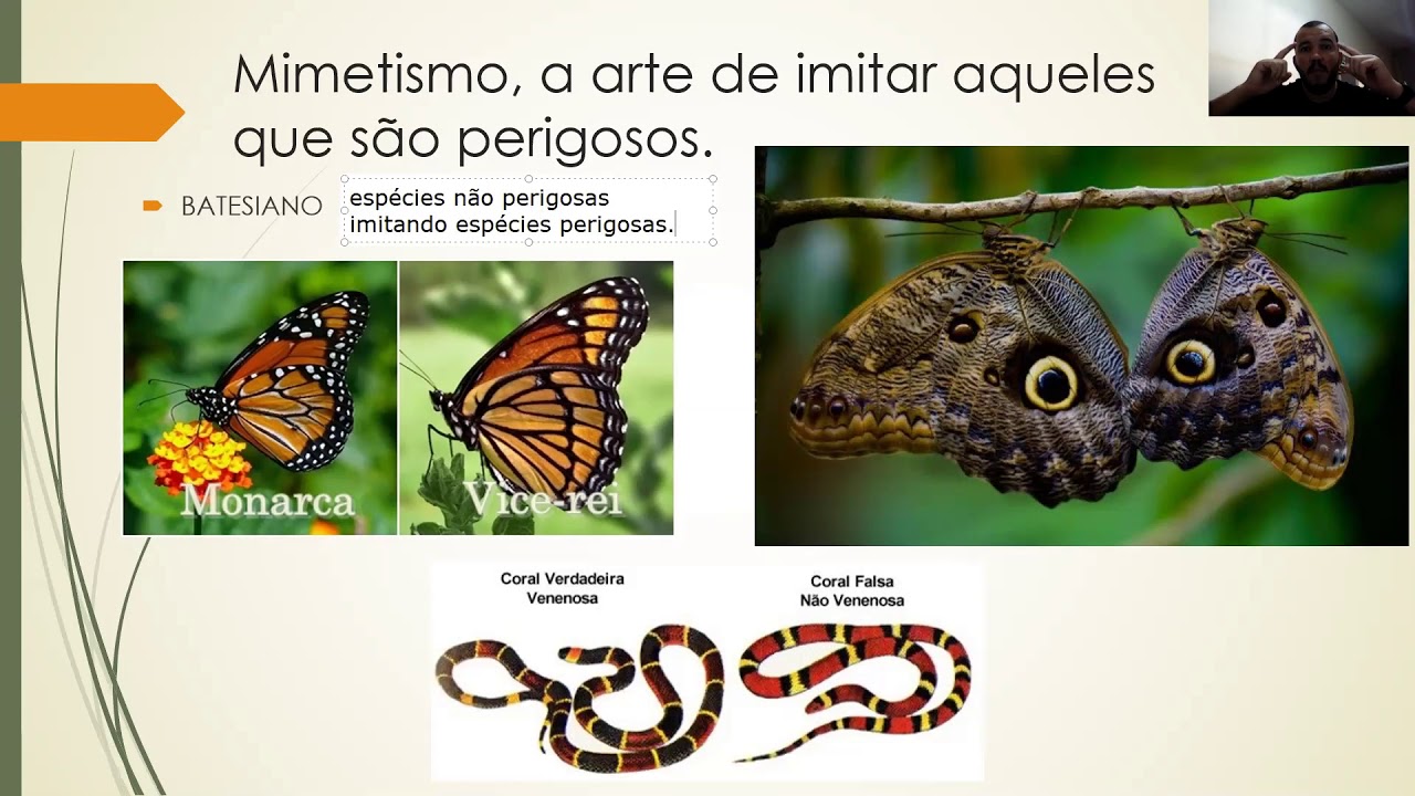 aula sobre mimetismo, camuflagem e coloração de advertencia