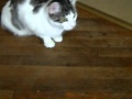 Cat Vs Tickle Me Elmo AVI
