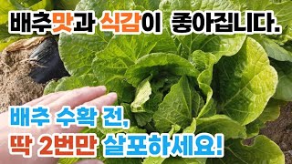 배추 결구 시키는 방법 추비 물주기 영양제 주는 시기