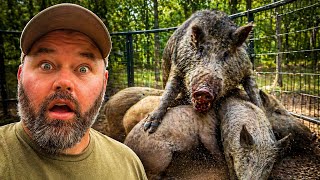 This Bully Hog Attacked Everything In The Trap...