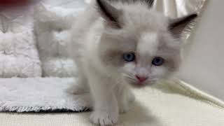 ラグドールの動画01