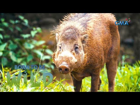 Baboy ramo ng Bayawan Nature Reserve sa Negros Oriental, friendly raw?! | Born to be Wild