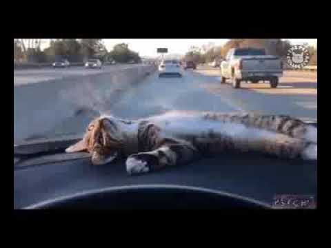 Amar Bhallage na(Funny cat compilation)