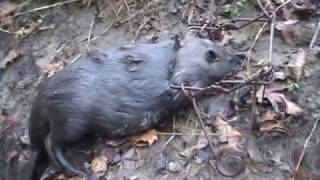 Download Lagu TRAPPING 2016-17, Episode 2: Beaver, Bobcats, Coyote, Grey Fox, Red Fox, and Opies! Thumbnail