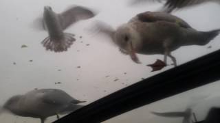 Bobby and Seagull Harassment!!!