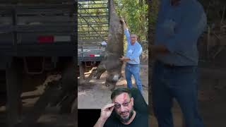 Javali gigante foi abatido. Temos que exterminar o Javali do Brasil #biologohenrique #animais
