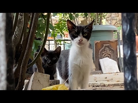 Kittens living on the street and Mother Cat. Kittens are drinking milk. 🐈🥰