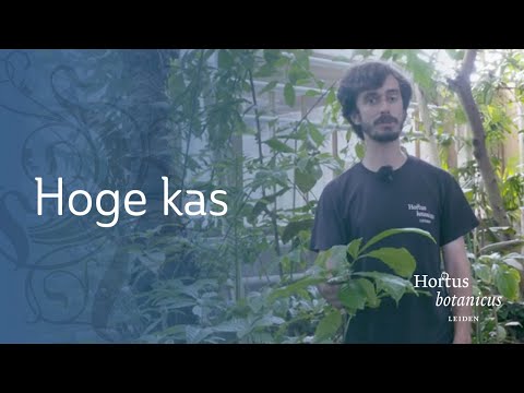 Rondleiding door de hoge kas | Guilherme Herrero Bastos | Hortus botanicus Leiden