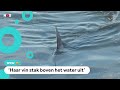 Blauwe haai van 2 meter (!) gespot bij Franse kust