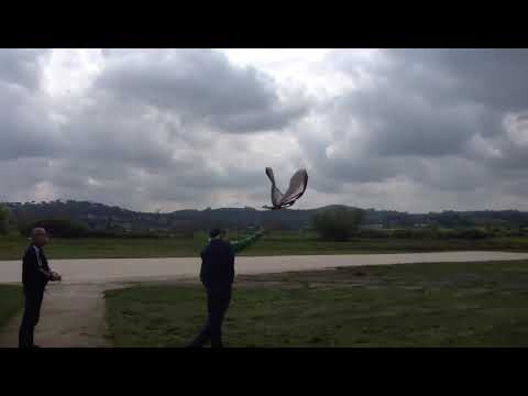 Volo con l'ornitottero