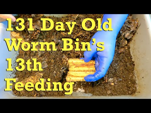 Worm bin launched on a Friday the 13th gets 13th feeding on day 131 - vermicompost