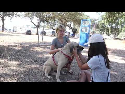 Lucky Dogs Montemor