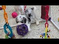 Mini Sheepadoodle dogs for sale: Sue - Video 1