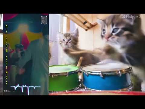 AI cute animals video animation cats@MuneerItxmuneer #youtubeshorts #cat #smallanimals#funnyshorts