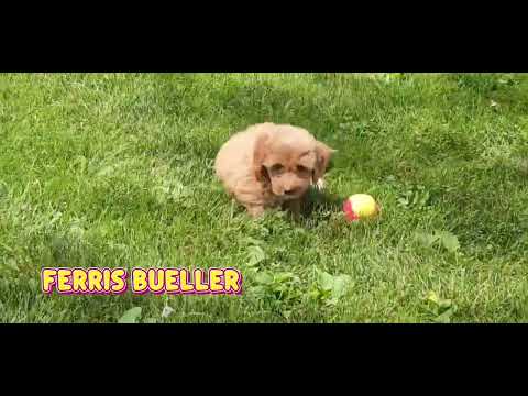 Thumbnail for Ferris Bueller's video