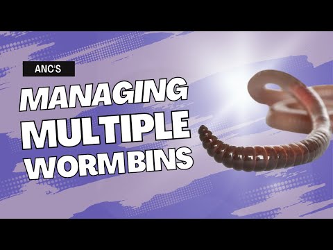 Check-ins, Updates & Breeder Bin Reset - African Night Crawlers