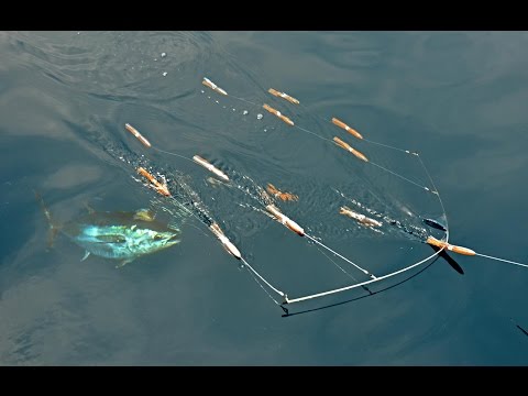 Blåfinnet tun på gummidyr