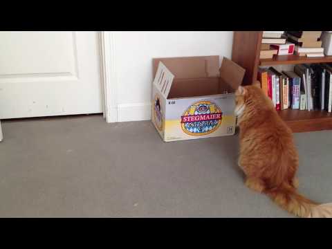 Does Your Cat Do This Jameystegmaier