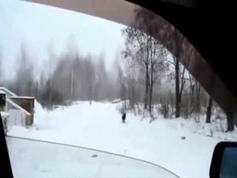ILLEGAL KILLING OF A DOGS IN SAINT-PETERSBURG (13 of January 2011)