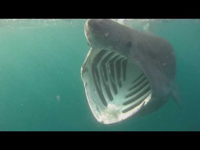 Basking Sharks Cornwall