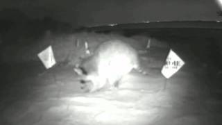 preview picture of video 'Raccoon_Attack_short_version.wmv'