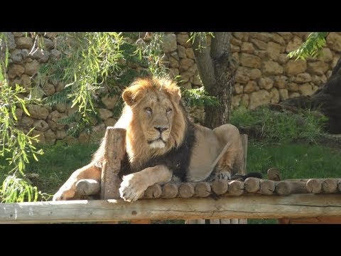 image-Are there any zoos in Israel?