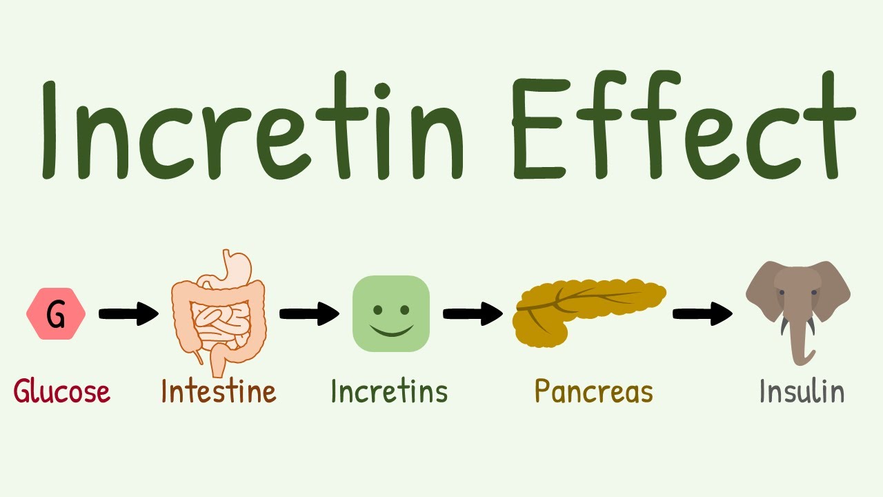 Incretin Effect: Why oral glucose causes more insulin secretion