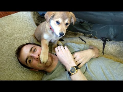 Il est à moi ! | Le chien et l'homme les plus drôles 🤣