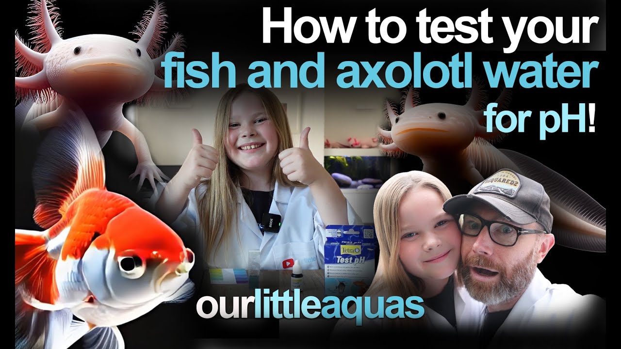 How to test your fish & axolotl aquarium water for pH! The easiest guide to getting it right!