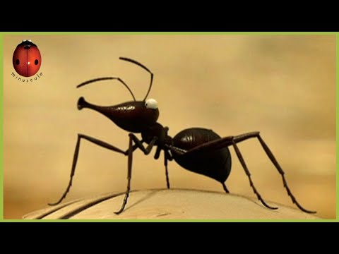 The Shellproof Nut | Minuscule | 70' Compilation