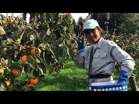 Kaki: The Miracle Japanese Persimmon Farm Harvesting
