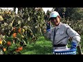 Kaki: The Miracle Japanese Persimmon Farm Harvesting