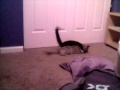 A True Cat Fight Annabelle The Cutie Vs Jimmy The Tux