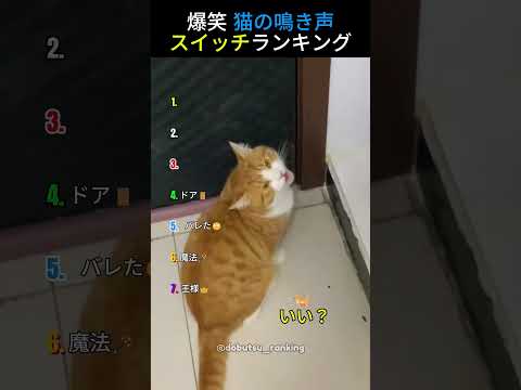 爆笑 猫の鳴き声スイッチランキング😹TOP7