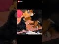 Dogs Also Love Their Children