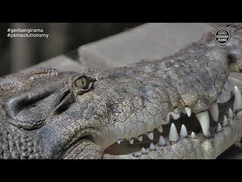 Cikgu Naim - Buaya | Lirik & Subtitle