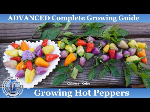 image-How do you grow Chinese 5 color peppers from seed?