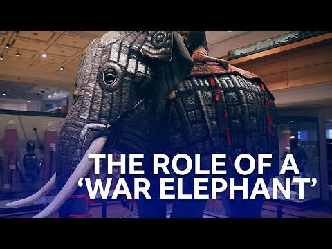 War Elephant | One Night In The Museum | BBC Scotland