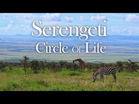 Serengeti – Circle Of Life (Dokumentation Deutsch, Tierdoku Deutsch, ganze Tierfilme, Afrika Tiere)