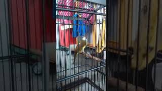 Download lagu burung cucak jenggot gacor masteran murai mp3