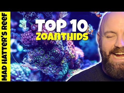 Top 10 Zoanthids for a Reef Tank