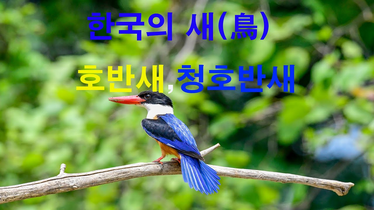 호반새, 청호반새 유튜브 썸네일