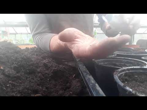 Basilikum selber ziehen....darauf kommt's an!