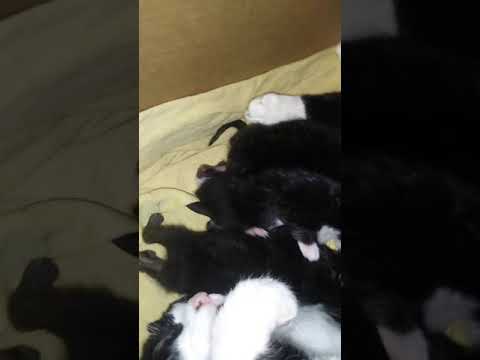 New kittens 3 bobtail