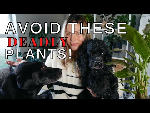 Dangerous Houseplants for Pets! | Toxic Plants for Cats & Dogs! pet safety