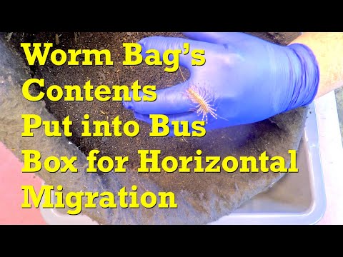 Horizontal migration time for (previously outdoor) worm bag v6 on day 300 - vermicompost