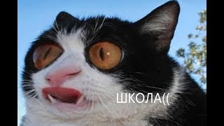 Я РЖАЛ ПОЛ ЧАСА / СМЕШНЫЕ ЖИВОТНЫЕ , КОТЫ СОБАКИ И ДРУГИЕ