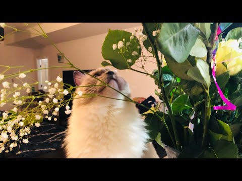 My Cute Cat 🐈 Playing with Balloons and Roses // #catplaying // Ghure Ashi #shorts