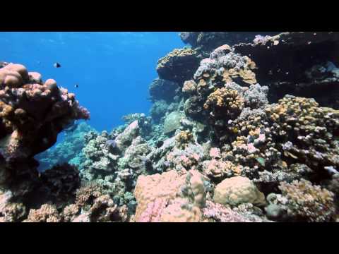 wadi lahami - Fury Shoals - Egypt