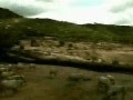 The Arabian Oryx